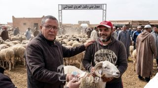 أسواق الماشية بالناظور حينما يذبح “الشناقة” كرامة الكساب وتطلعات المستهلك