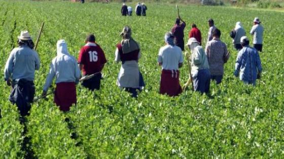 إيطاليا تفتح باب الترشح عبر الأنترنت لإستقبال عمال زراعيين مغاربة