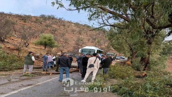 الرياح القوية تتسبب في سقوط شجرة وسط الطريق الوطنية رقم 2 ببني عبد الله