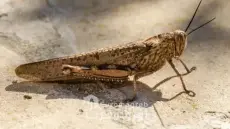 فلاحو جماعة أيت احكيم آيت إزيد يستغيثون بعد اجتياح الجراد لمزارع الزيتون واللوز