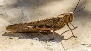 فلاحو جماعة أيت احكيم آيت إزيد يستغيثون بعد اجتياح الجراد لمزارع الزيتون واللوز