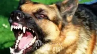 فاجعة بإقليم ورزازات: قطيع من الكلاب الضالة ينهي حياة خمسيني بجماعة أيت زينب ويجدد المطالب بالحماية