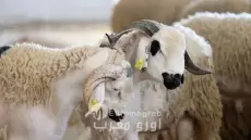 ملف إقصاء كسابة بجهة مراكش آسفي من الدعم رغم إحصائهم على طاولة وزير الفلاحة