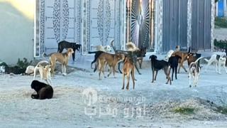 مدينة سلوان تحت “حصار” الكلاب الضالة: صرخة ساكنة وتاريخ يئن تحت وطأة الإهمال