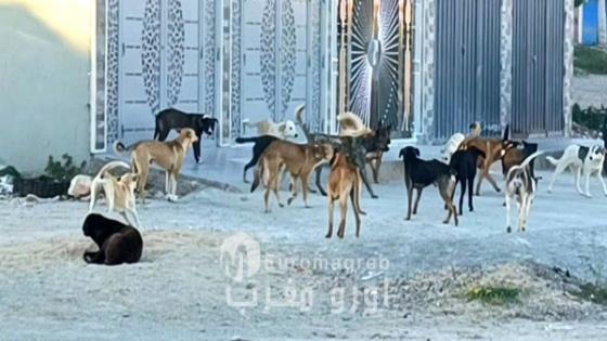 مدينة سلوان تحت “حصار” الكلاب الضالة: صرخة ساكنة وتاريخ يئن تحت وطأة الإهمال