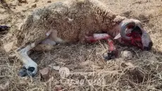 تازة ” جحافل الكلاب الضالة تهاجم قطيعا من الأغنام بدوار القصارات بجماعة الصميعة