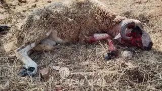 تازة ” جحافل الكلاب الضالة تهاجم قطيعا من الأغنام بدوار القصارات بجماعة الصميعة