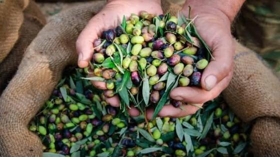 سكان آيت زياد يتفادون أزمة جديدة بفضل تدخلات محلية.. تأجيل قطع أشجار الزيتون من سد تديلي مسفيوة