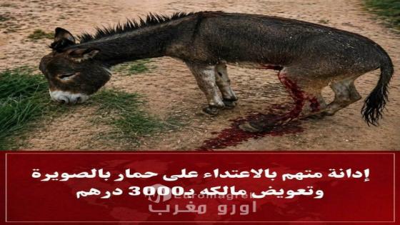 المحكمة الابتدائية تصدر حكمًا بإدانة معتدٍ على حمار وتعويض مالكه بالصويرة