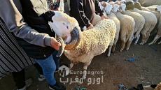 استعداداً لعيد الأضحى.. عمالة الناظور تعبئ مصالحها لضمان وفرة الأضاحي وسلامتها الصحية