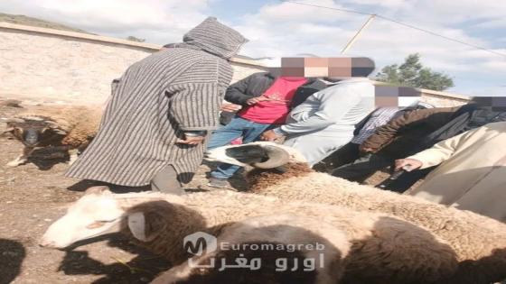 إقليم الحسيمة.. رواج تجاري بسوق بني بوفراح وأسعار الأكباش تبدأ من 2000 درهم