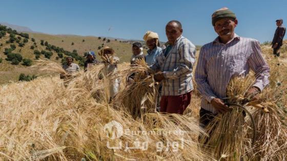 إقليم الحسيمة.. أجور الحصاد تبلغ 500 درهم يومياً لأول مرة في تاريخ المنطقة