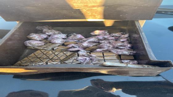 درك الجديدة يوقف مروجا للمخدرات مطلوبا بموجب 14 برقية بحث وطنية