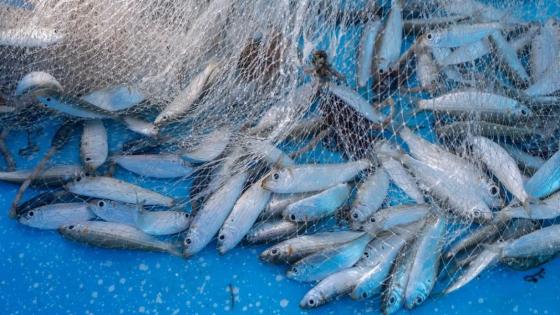 Las razones que realmente empujan a Marruecos a suspender las exportaciones de sardinas congeladas