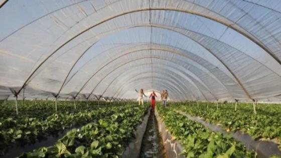 *Huelva acoge a 420 trabajadoras agrícolas marroquíes y espera a 21.496 trabajadores extranjeros para la campaña de frutos rojos*