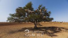 El mundo celebra hoy 10 de mayo el Día Mundial del Árbol del Argan, una iniciativa aprobada por la Asamblea General de las Naciones Unidas en 2021. Qué sabemos del oro líquido de Marruecos?