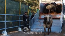 *La suspensión de las exportaciones de ganado vivo a Marruecos perturba el mercado cárnico español*