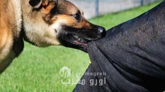 بعد حكم اداري..الزام جماعة فاس بالمسؤولية والتعويض بعد حكم اداري كان سببه عضة كلب ضال
