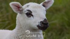*Después del ganado, España confirma la interrupción temporal de sus exportaciones de ovino vivo y carne congelada a Marruecos*