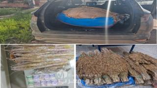 حملات دركية متتالية تسقط تباعا تجارا للمخدرات بإقليم الجديدة