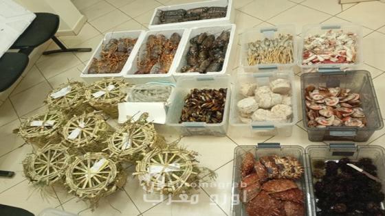 درك الواليدية يصادر في إطار تفعيل مهام الشرطة الإدارية أسماكا فاسدة
