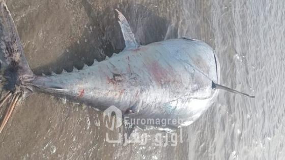 حدث بيئي يثير الاستنفار.. شاطئ “ميامي” ببني انصار يلفظ حوتًا ضخمًا بطول 4 أمتار