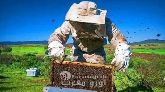 الحسيمة.. موسم تقسيم الخلايا ينعش تربية النحل في مرتفعات جبال الريف