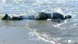 العثور على جثة شاب في العشرينات من عمره تطفو على سطح البحر بالحسيمة
