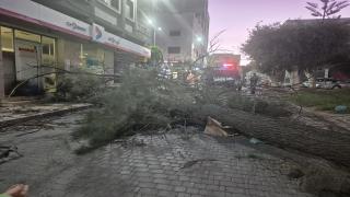 الرياح العاتية تودي بإصابة خطيرة في الناظور: غصن شجرة يسقط على مارة قرب مقهى فيكتوريا