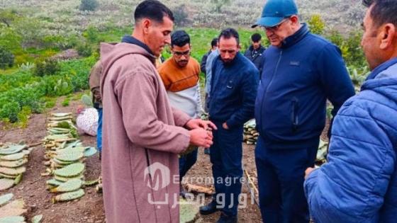 الحسيمة.. تحركات ميدانية لدعم زراعة الصبار الشوكي وإعادة تأهيل سلسلته الإنتاجية