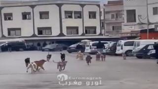 ظاهرة الكلاب الضالة تثير قلق ساكنة نواحي إقليم الحسيمة