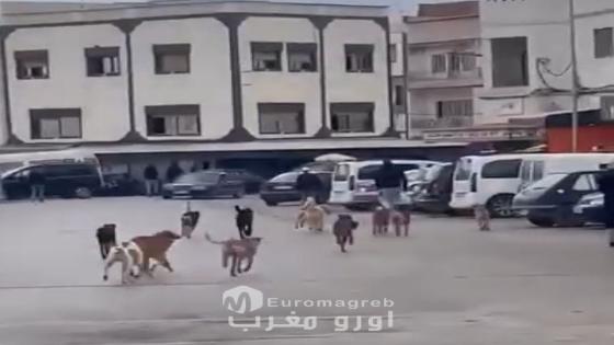 ظاهرة الكلاب الضالة تثير قلق ساكنة نواحي إقليم الحسيمة