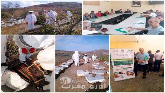 الحسيمة.. تكوين لفائدة فلاحي بني حذيفة حول تقنيات تربية النحل الحديثة
