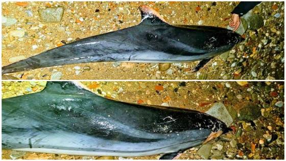 أمواج البحر تلفظ دلفينًا أسود ميتًا بشاطئ إسلي بالحسيمة