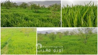 الحسيمة.. تساقطات مطرية تنعش الفلاحة المزدهرة بأيت أخلال وتحيي آمال موسم متميز