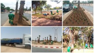 وجدة تُطلق أكبر عملية تشجير لتحسين المشهد الحضري وتعزيز الفضاءات الخضراء
